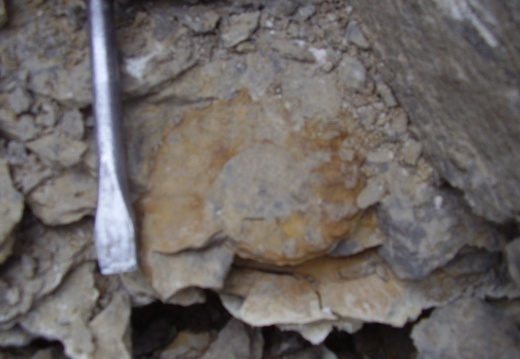Collignoniceras nebo Schloenbachia