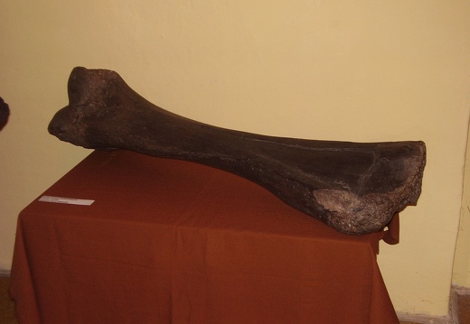 mamuti kost