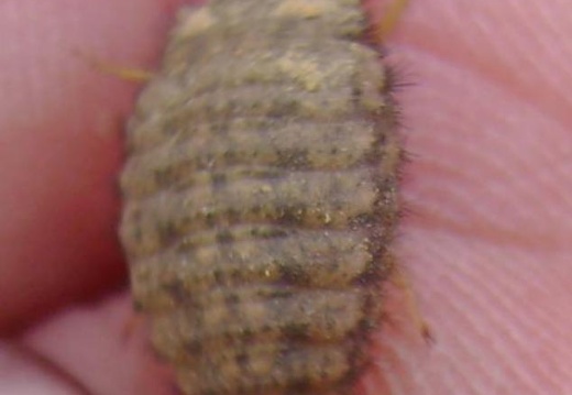 2011 04 28 Prokospke udoli 57