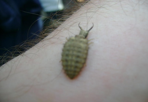2011 04 28 Prokospke udoli 60